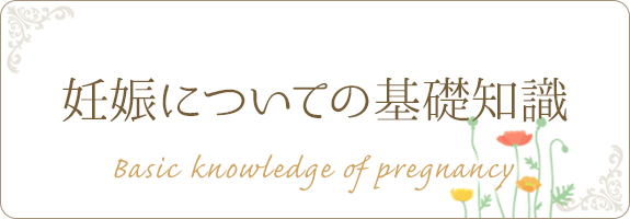 妊婦についての基礎知識